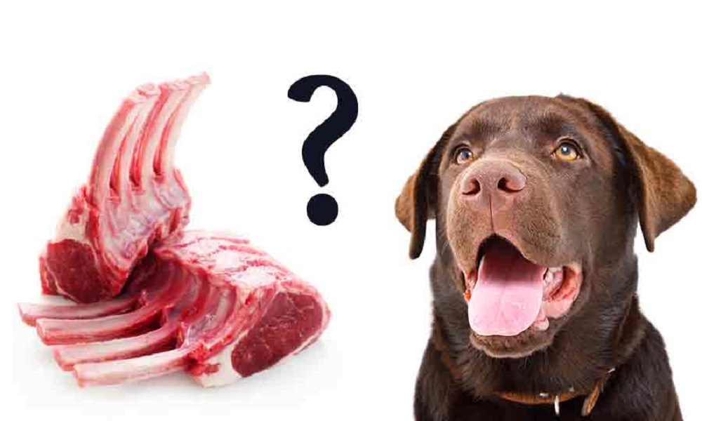 Can Dogs Eat Cooked Lamb