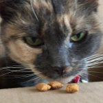 Can Dogs Eat Dreamies