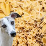 Can Dogs Eat Dried Pasta