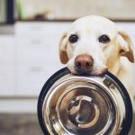 Can Dogs Eat Fig Rolls