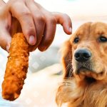 Can Dogs Eat Fish Sticks