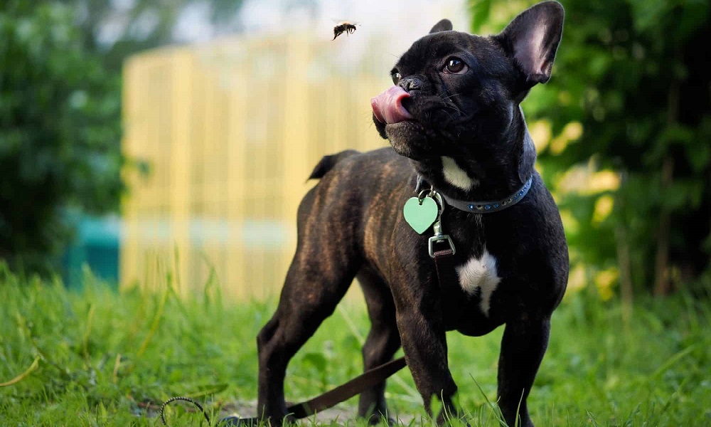 Can Dogs Eat Flies