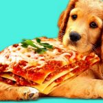 Can Dogs Eat Lasagna