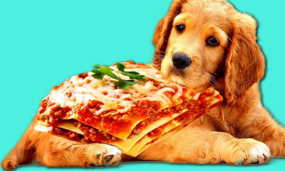 Can Dogs Eat Lasagna