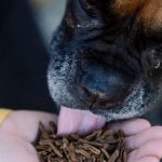 Can Dogs Eat Mealworms