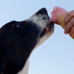 Can Dogs Eat Mint Ice Cream