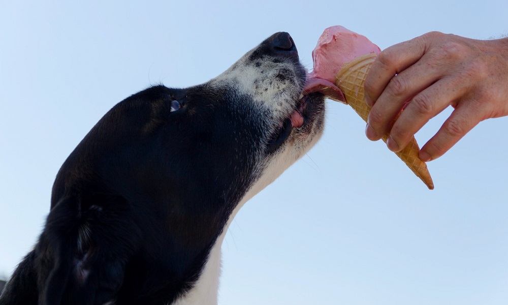 Can Dogs Eat Mint Ice Cream