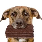 Can Dogs Eat Nutella