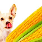 Can Dogs Eat Peas And Sweetcorn