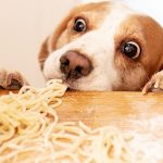Can Dogs Eat Raw Pasta