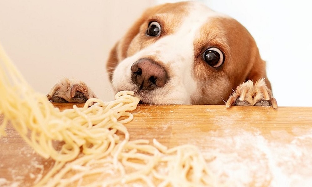 Can Dogs Eat Raw Pasta