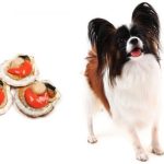 Can Dogs Eat Scallops