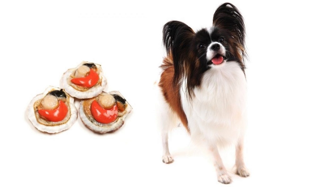 Can Dogs Eat Scallops