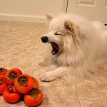 Can Dogs Eat Sharon Fruit