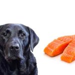 Can Dogs Eat Smoked Fish
