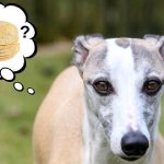 Can Dogs Eat Taco Shells