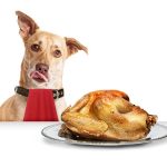 Can Dogs Eat Turkey Necks