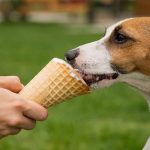 Can Dogs Eat Vanilla