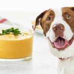 Can Dogs Eat Vegan Cheese