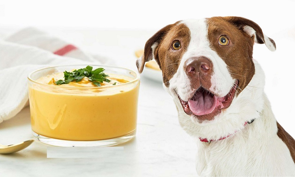 Can Dogs Eat Vegan Cheese