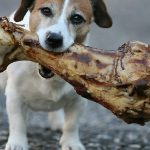 Can Dogs Eat Venison Bones