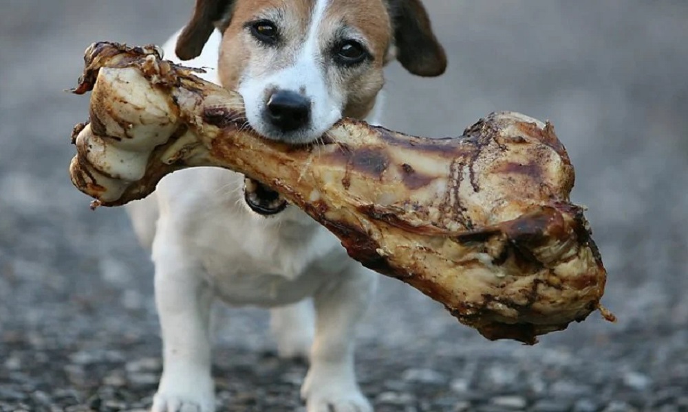 Can Dogs Eat Venison Bones