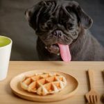 Can Dogs Eat Waffles