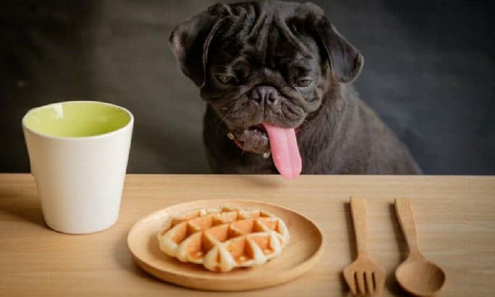 Can Dogs Eat Waffles