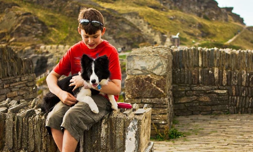 Can Dogs Go to Tintagel Castle