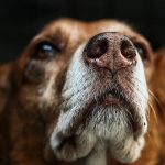 Can Dogs Have Gravy Granules