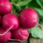 Can Dogs Have Radishes