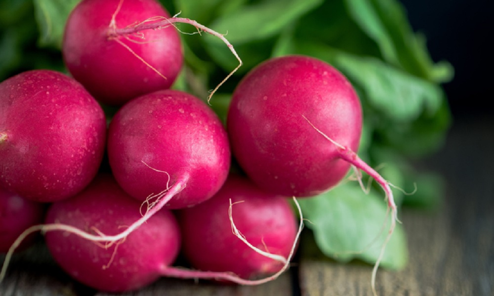 Can Dogs Have Radishes? Pet Help Reviews UK