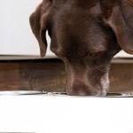 Can Dogs Have Toast With Butter