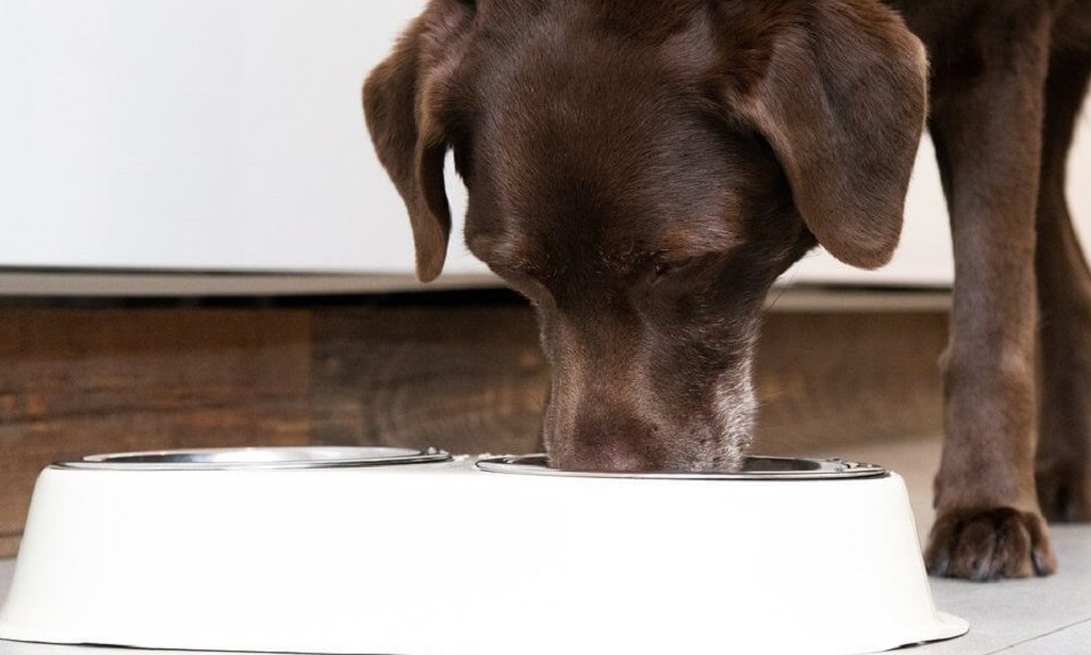 Can Dogs Have Toast With Butter