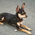 Can Dogs Have Tourettes