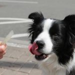 Can I Take My Dog into Morrisons