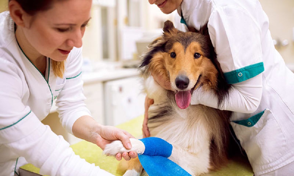 Can I Take My Dog to a Different Vet