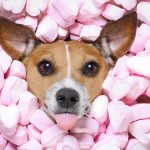 Can Marshmallows Kill Dogs