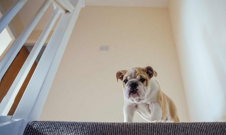 can-my-dog-go-upstairs-after-neutering-pet-help-reviews-uk