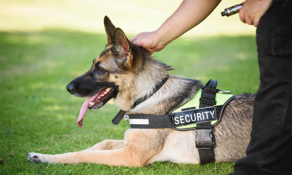 Can Sniffer Dogs Detect Acid