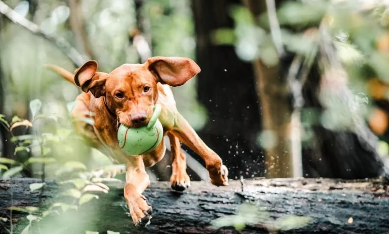 Can U Put Sudocrem on Dogs? – Pet Help Reviews UK