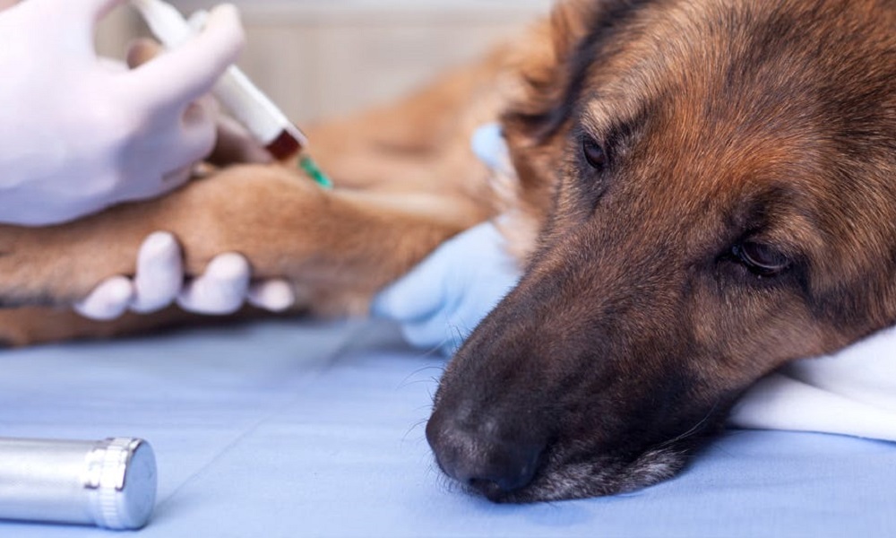 Can Vaccinated Dogs Get Kennel Cough