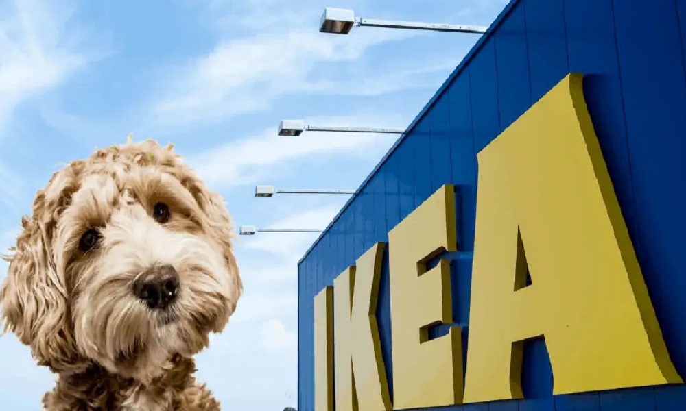 Can You Bring Dogs to Ikea