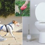 Can You Put Dog Poo down the Toilet Uk