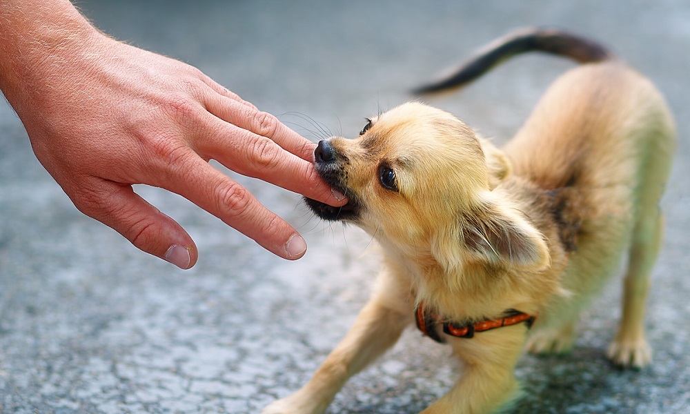 Can You Sue for a Minor Dog Bite Uk? – Pet Help Reviews UK