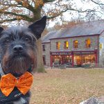 Can You Take Dogs to St Fagans