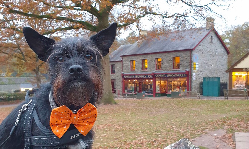 Can You Take Dogs to St Fagans