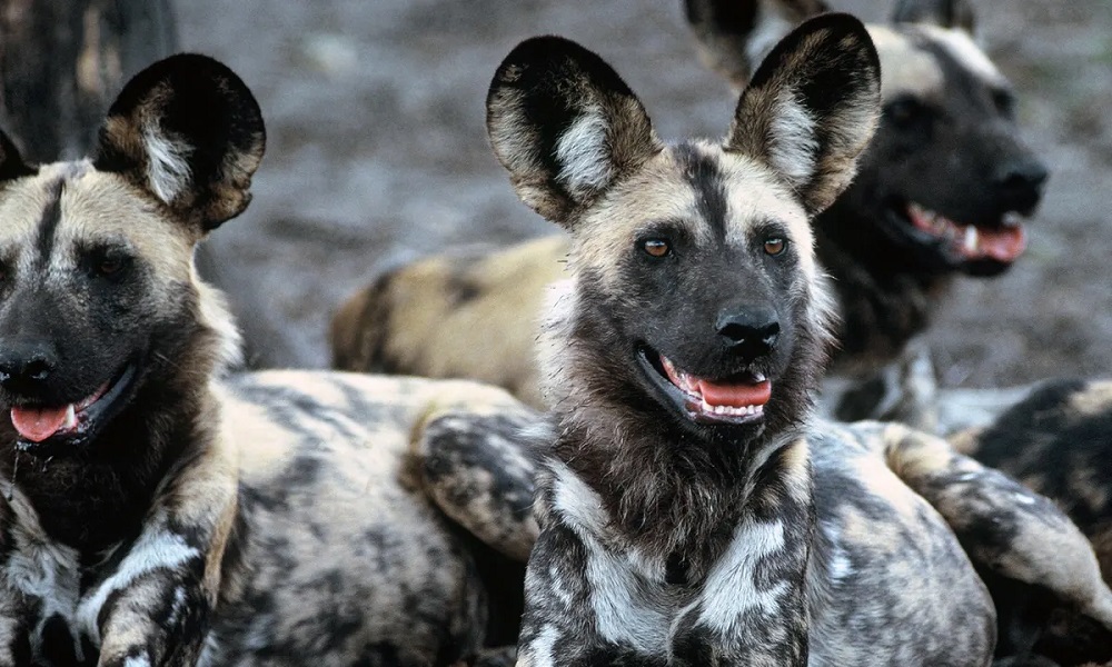 Can You Take Dogs to West Midlands Safari Park