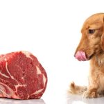 Can Dogs Eat Roast Beef