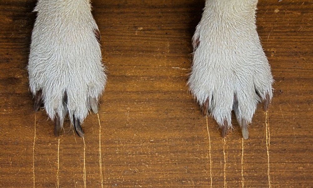 Do Dog Claws Scratch Wood Floors